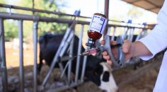 2500 BÜYÜKBAŞ HAYVANIN İLK DOZ AŞILARI TAMAMLANDI