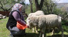 MERKEZEFENDİ’DE KÜÇÜKBAŞ HAYVAN DESTEĞİ KAYITLARI BAŞLIYOR