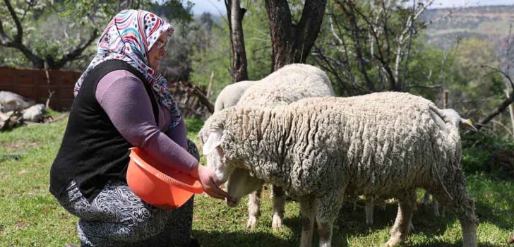 MERKEZEFENDİ’DE KÜÇÜKBAŞ HAYVAN DESTEĞİ KAYITLARI BAŞLIYOR