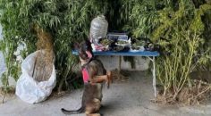 JANDARMA’DAN UYUŞTURUCU OPERASYONU