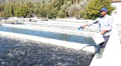 BÜYÜKŞEHİR ALABALIK ÜRETİCİLERİNİ DE UNUTMADI