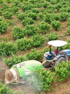 BÜYÜKŞEHİR DESTEKLİYOR, ÇİFTÇİLER DAHA ÇOK ÜRETİYOR