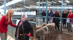 MERKEZEFENDİ’DEN ÜRETİCİLERE KÜÇÜKBAŞ HAYVAN VE YEM DESTEĞİ