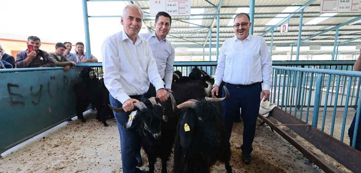 500 AİLEYE DAHA 1000 ADET DAMIZLIK KOÇ VE TEKE