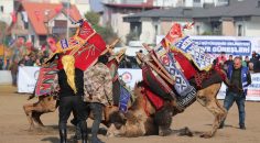 DENİZLİLİLER DEVE GÜREŞLERİNE AKIN ETTİ