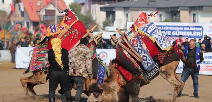 DENİZLİLİLER DEVE GÜREŞLERİNE AKIN ETTİ