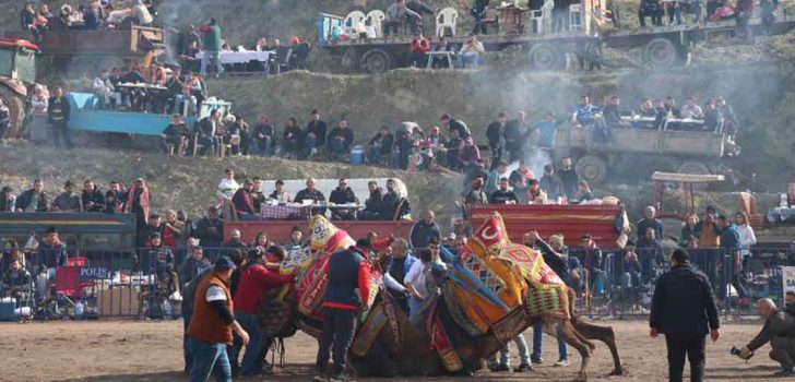 SARAYKÖY’DE DEVE GÜREŞLERİNE AKIN ETTİLER