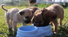 BÜYÜKŞEHİR, 2022 YILINDA 26 BİN 553 SOKAK HAYVANINI MİSAFİR ETTİ