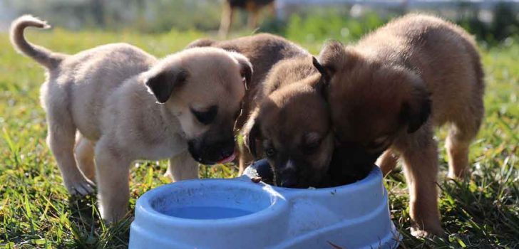 BÜYÜKŞEHİR, 2022 YILINDA 26 BİN 553 SOKAK HAYVANINI MİSAFİR ETTİ