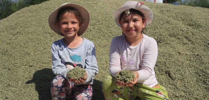 “KEKİK PAMUKKALE İÇİN ÇOK ÖNEMLİ”