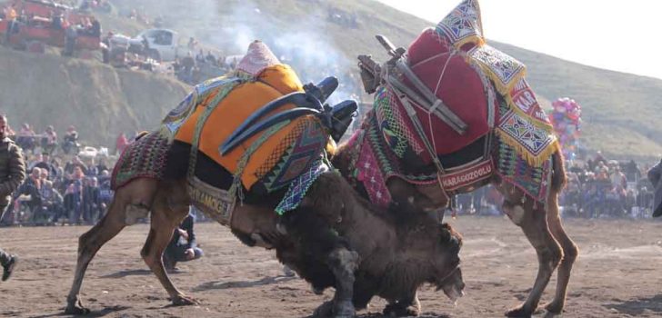 DEVE GÜREŞLERİNE DAVET