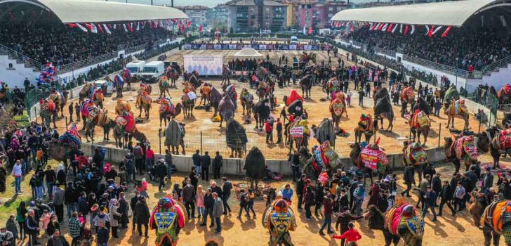 DENİZLİ’DE DEVE GÜREŞİ ŞÖLENİ