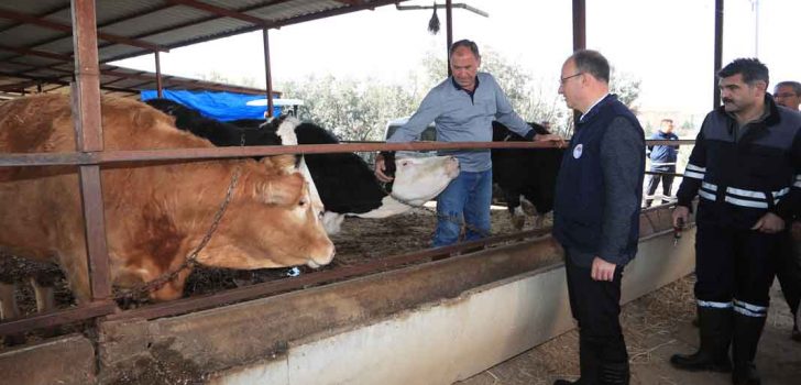 PAMUKKALE BELEDİYESİ 60 BİN HAYVANI AŞILAMAYA BAŞLADI