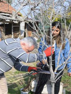 PAMUKKALE BELEDİYESİNDEN BUDAMA VE AŞILAMA KURSU