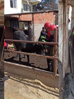 ACIPAYAM’DA ATIK KANALINA DÜŞEN HAYVAN KURTARILDI