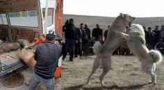 KÖPEK DÖVÜŞÜNE BASKIN