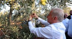 ZEYTİN SİNEĞİYLE MÜCADELEYE BÜYÜKŞEHİR DESTEĞİ