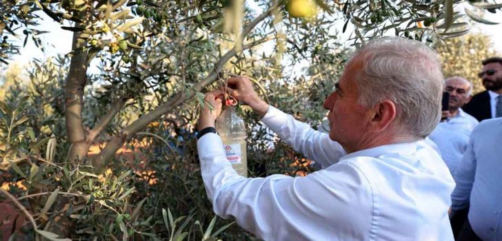 ZEYTİN SİNEĞİYLE MÜCADELEYE BÜYÜKŞEHİR DESTEĞİ