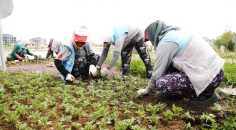 MEVSİMLİK ÇİÇEKLER MERKEZEFENDİ’Yİ RENKLENDİRECEK