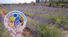 LAVANTA BAHÇESİ İLÇENİN ÇEHRESİNİ VE HAVASINI DEĞİŞTİRİYOR