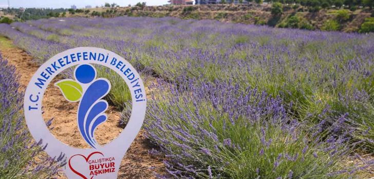 LAVANTA BAHÇESİ İLÇENİN ÇEHRESİNİ VE HAVASINI DEĞİŞTİRİYOR