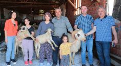 ÜRETİCİLERE DAMIZLIK KOÇ VE TEKE HİBE DESTEĞİ