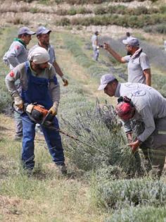 MERKEZEFENDİ’NİN MOR GÜZELLİĞİNDE HASAT BAŞLADI