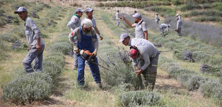 MERKEZEFENDİ’NİN MOR GÜZELLİĞİNDE HASAT BAŞLADI