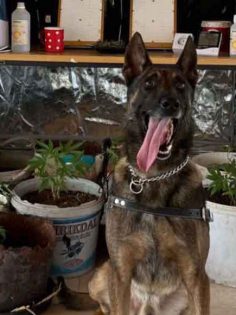 ACIPAYAM’DA UYUŞTURUCU OPERASYONU