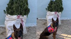 DENİZLİ’DE 10 KİLO ESRAR YAKALANDI