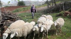 KÜÇÜKBAŞ HAYVAN VE YEM DESTEĞİ BAŞVURU SÜRESİ UZATILDI