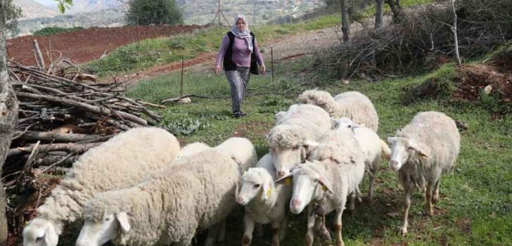 KÜÇÜKBAŞ HAYVAN VE YEM DESTEĞİ BAŞVURU SÜRESİ UZATILDI