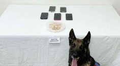 JANDARMA’DAN SARAYKÖY’DE BONZAİ OPERASYONU