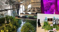 BOZKURT’TA UYUŞTURUCU OPERASYONU