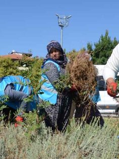 PAMUKKALE BELEDİYESİ, İLÇEDE BAHAR BAKIMI YAPIYOR