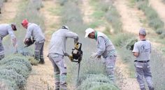 MERKEZEFENDİ’NİN MOR GÜZELLİĞİNDE HASAT TAMAMLANDI