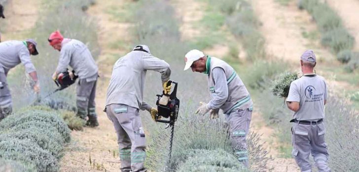MERKEZEFENDİ’NİN MOR GÜZELLİĞİNDE HASAT TAMAMLANDI