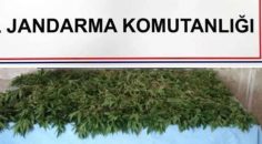 4 İLÇEDE UYUŞTURUCU OPERASYONU