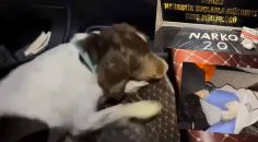 NARKOTİK KÖPEĞİ İSKO, ZEHİR TACİRLERİNİN TEPESİNE BİNDİ