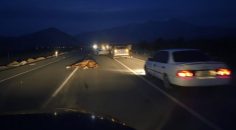 OTOMOBİL, ATA ÇARPTI: 1 ÖLÜ, 1 YARALI