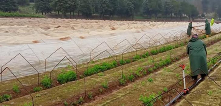 IHLAMUR FİDELERİ ÖRTÜ ALTINA ALINDI