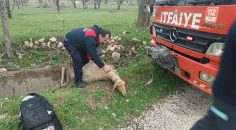 KUYUYA DÜŞEN KOYUN KURTARILDI