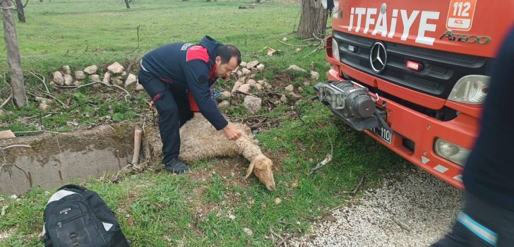 KUYUYA DÜŞEN KOYUN KURTARILDI