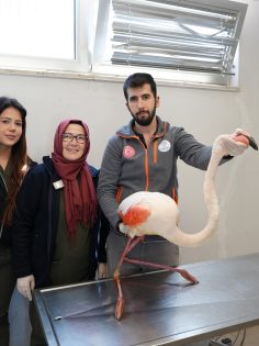 YARALI FLAMİNGO HAYATA TUTUNDU