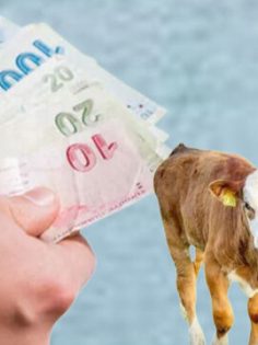 DENİZLİ’DE ÇİFTÇİ DESTEK ÖDEMESİ ALDI