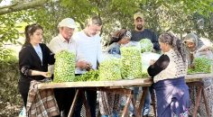SARAYKÖY’DE ERİK HASADI