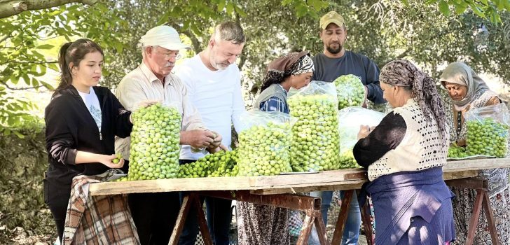 SARAYKÖY’DE ERİK HASADI