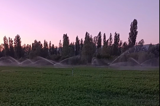 YAĞIŞLAR ÜRETİCİLERE UMUT OLDU