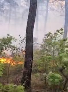 KALE’DEKİ ORMAN YANGINI KONTROL ALTINDA ALINDI