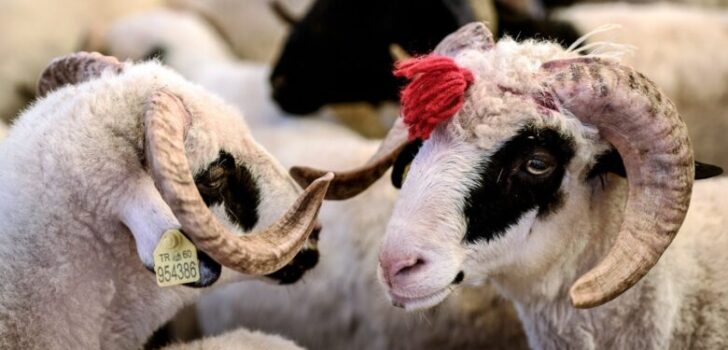 DENİZLİ’DE KURBANLIK FİYATLARI